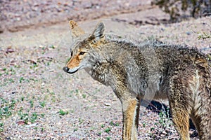 Coyote in Death Valley National Park