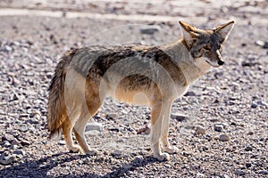 Coyote in Death Valley National Park