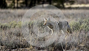 COYOTE IN DEEP GRASS STOCK IMAGE