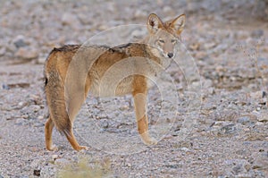 Coyote in the Desert