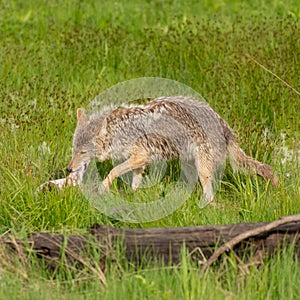 Coyote Devours Piece of Elk Meat