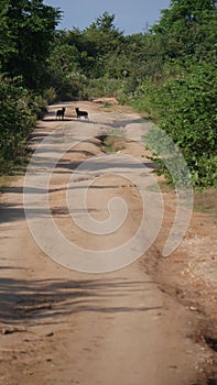 Coyote dogs in Sri lanka rough long dusty sarfari road in jungle