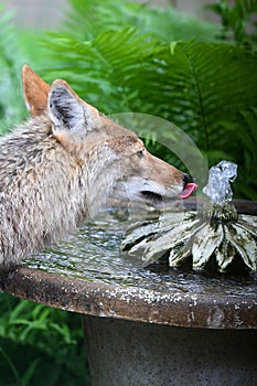 Coyote Drinking from Birdbath Fountain III - Canis latrans