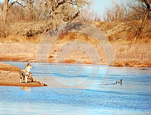 Coyote Duck Hunting