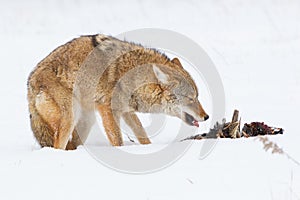 Coyote eating pheasant