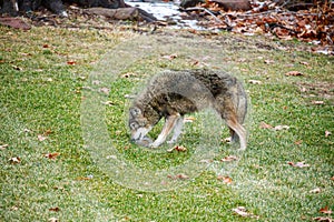 Coyote Eating Squirrel in Backyard