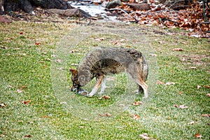 Coyote Eating Squirrel in Backyard