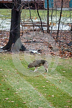 Coyote Eating Squirrel in Backyard