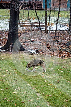 Coyote Eating Squirrel in Backyard