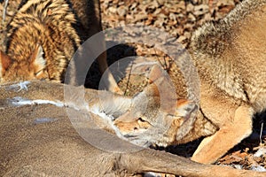 Coyote eating on whitetail buck