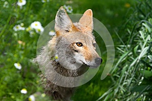 Coyote Face in Sunlight Amidst Greenery - Canis Latrans