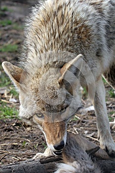 Coyote feeding