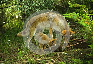 Coyote Female and Pup