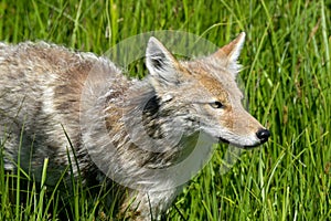 Coyote in a Field of Green Grass