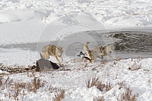 Coyote Fight