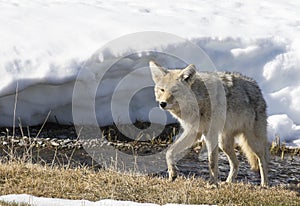 Coyote foraging near river in Yellowstone in winter