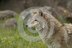 Coyote in grass