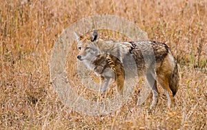 Coyote in Grass