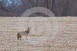 Coyote in a Harvested Farm Field