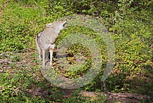 Coyote hollowing loudly in forest.