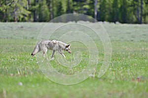 Coyote on Hot Pursuit
