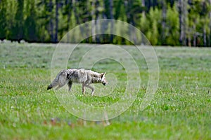 Coyote on Hot Pursuit