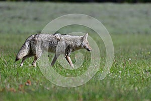 Coyote on Hot Pursuit