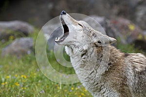 Coyote howling photo