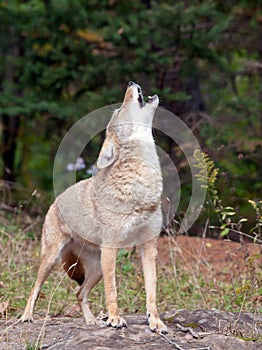 Coyote howling