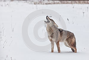 Coyote howling