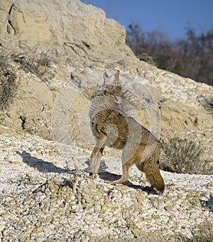 Coyote howling photo