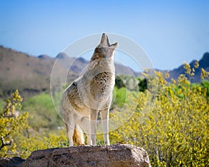 Coyote Howling in American Southwest