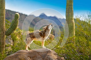 Howling Coyote standing on Rock with Saguaro Cacti photo