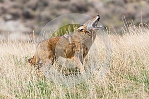 Coyote howling in daytime