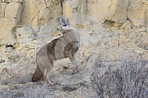 Coyote howling with head back