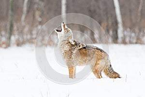 Coyote Howling at a new day