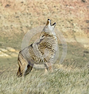 Coyote howling North Dakota Badlands