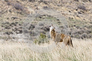 Coyote howling on the prairie