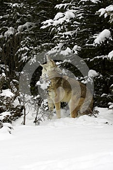 Coyote howling in snow