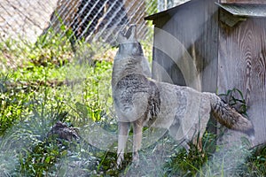 Coyote Howling at Wildlife Sanctuary, Eye-Level View