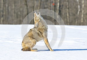 Coyote howling  winter snow