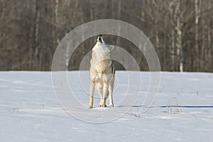 Coyote howling in winter