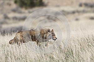 Coyote on hunt