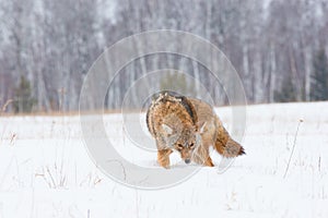 Coyote on a hunt