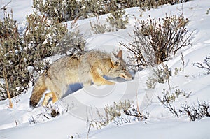 Coyote on the hunt. Yellowstone National Park. photo