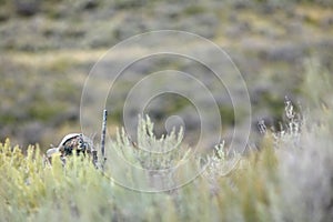 Coyote hunter camouflaged behind bushes and scrub