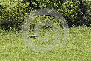 Coyote Hunting