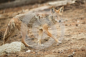 Coyote hunting