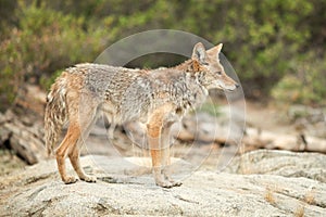 Coyote hunting