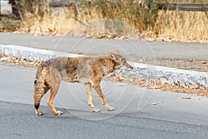 Coyote hunting